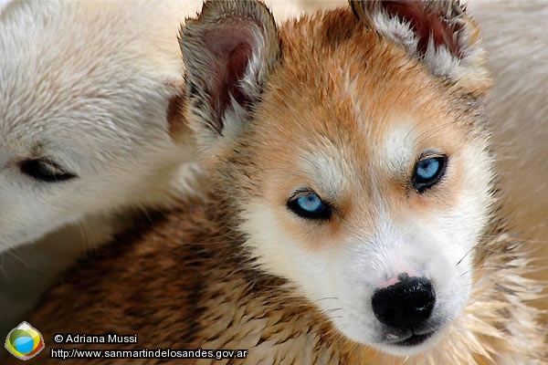 Foto Cría de husky (Adriana Mussi)