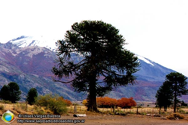 Foto Araucaria (Ulises Vargas Barrera)