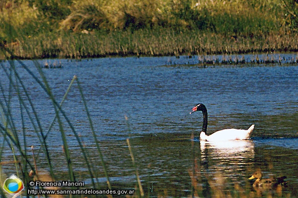 Foto Cisne (Florencia Mancini)