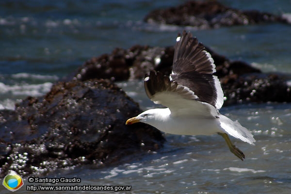 Foto Gaviota cocinera (Santiago Gaudio)