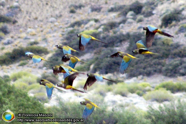 Foto Loros Barranqueros (Florencia Mancini)