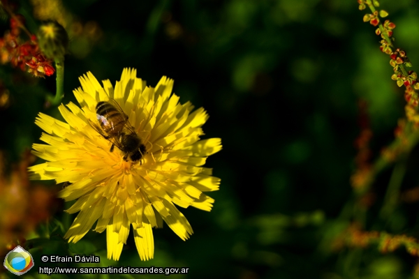 Foto Flores de Primavera (Efrain Dávila)