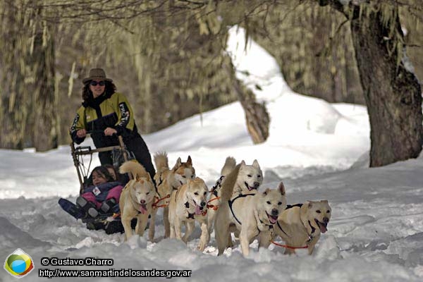 Foto Huskies (Gustavo Charro)