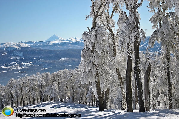 Foto Bosque invernal (Luciano Busca)