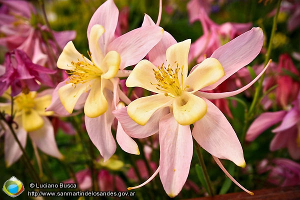 Foto Flor silvestre (Luciano Busca)