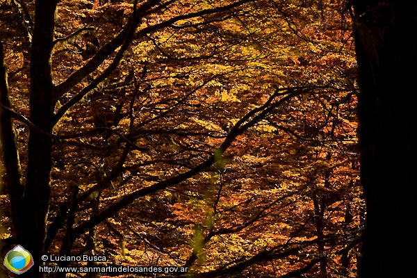 Foto Bosque otoñal (Luciano Busca)