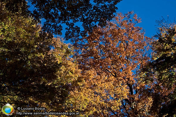 Foto Otoño (Luciano Busca)