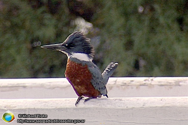 Foto Martín pescador ()