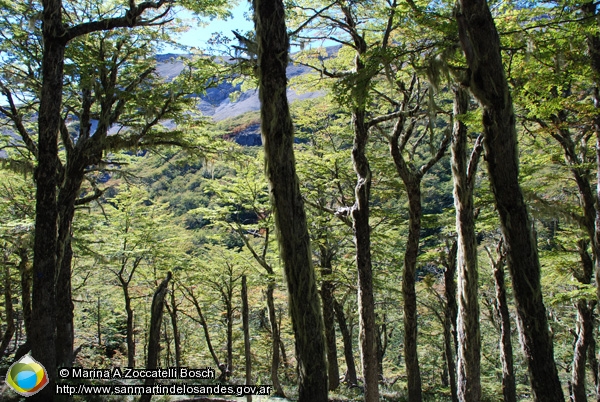 Foto Bosque (Marina A Zoccatelli Bosch)