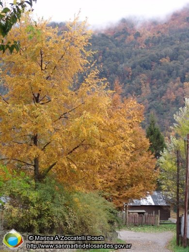 Foto Cervales (Marina A Zoccatelli Bosch)