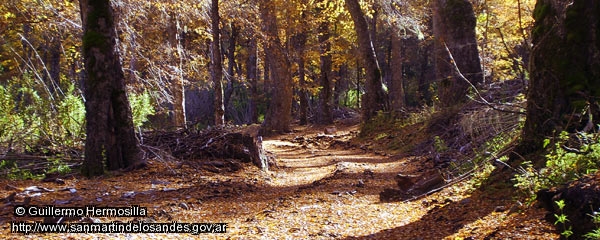 Foto Bosque en otoño (Guillermo Hermosilla)