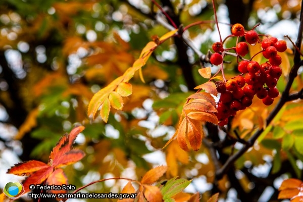 Foto #otoño (Federico Soto)