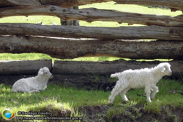 Foto Cabras (Santiago Gaudio)