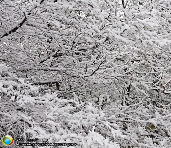 Foto Bosque nevado (Santiago Gaudio)