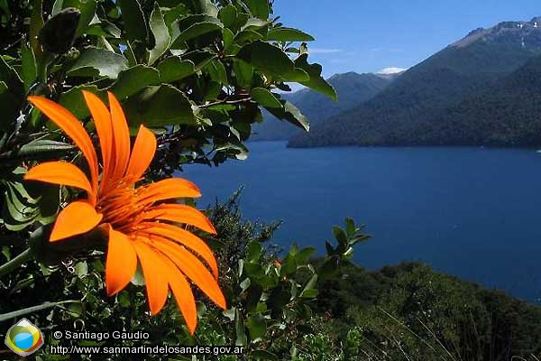 Foto Mutisia (Santiago Gaudio)