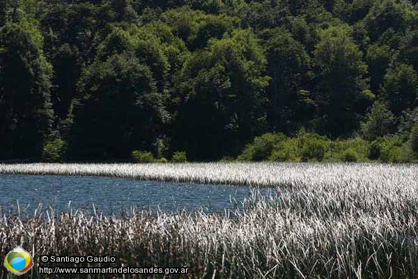 Foto Lago Curruhué Chico (Santiago Gaudio)