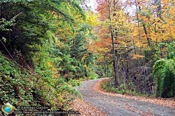 Foto Camino otoñal (Santiago Gaudio)