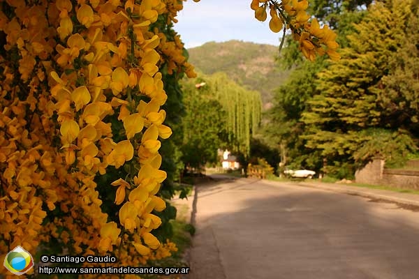 Foto Retamas (Santiago Gaudio)