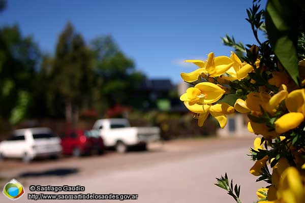 Foto Flor de la retama (Santiago Gaudio)