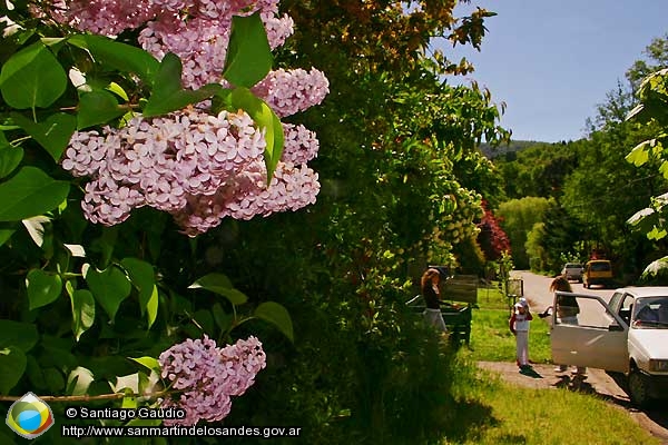 Foto Hortensias (Santiago Gaudio)