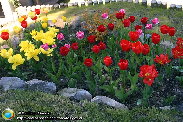 Foto Tulipanes (Santiago Gaudio)