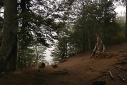 Panorámica 360º Bosque invernal (Santiago Gaudio)