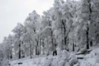 Foto Bosque invernal (Adriana Mussi)