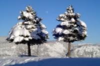 Foto Pinos nevados (Guillermo Hermosilla)