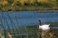 Foto Cisne (Florencia Mancini)