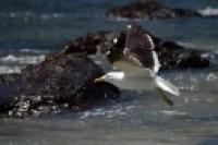 Foto Gaviota cocinera (Florencia Mancini)