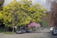 Foto Primavera en el casco urbano (Guillermo Hermosilla)